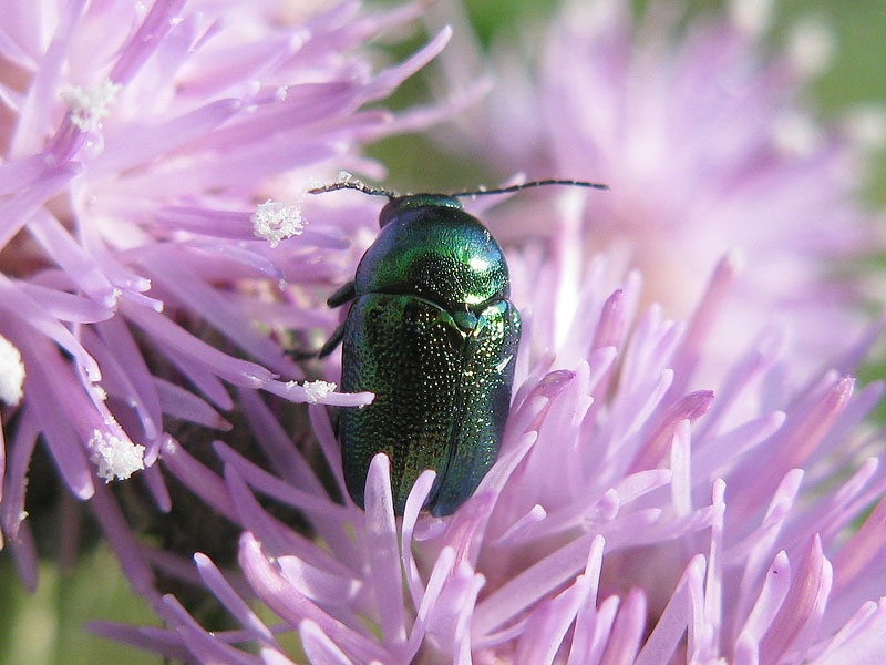 Chrysomelidae:   Cryptocephalus transiens